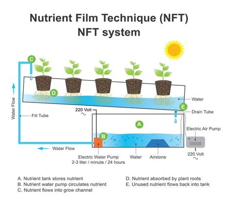 Nft Sump Schedule Hydroponics - NFT Baseball Cards