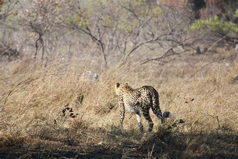 Wildlife & Animals of Kafue National Park — Zambia Safaris Africa