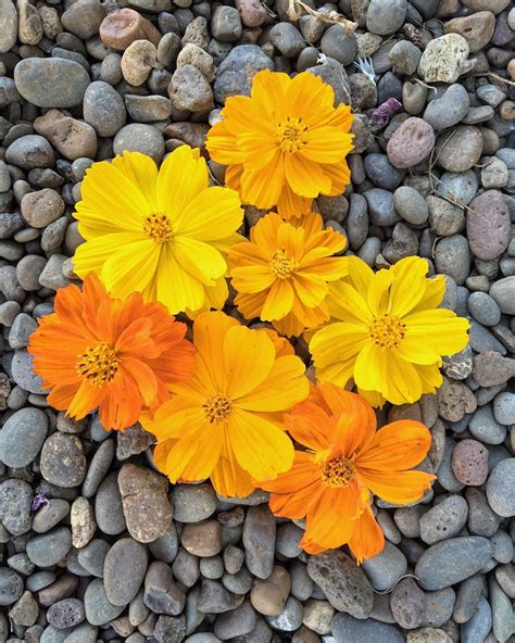 'Bright Lights' Cosmos Seeds — Decker Rd. Seeds