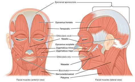 Head Muscle Diagram