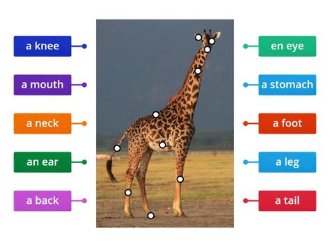 Animal body parts - Labelled diagram