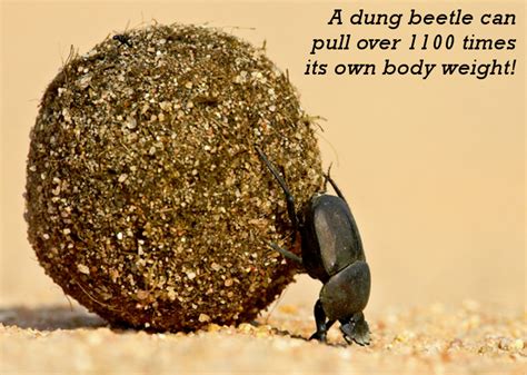 Dung Beetle is the World's Strongest Animal | Interesting Facts | Percentage Calculator