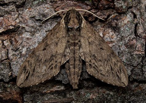 Catalpa Sphinx Moth: Identification, Life Cycle, Facts & Pictures