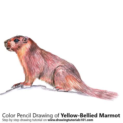 How to Draw a Yellow-Bellied Marmot (Rodents) Step by Step ...