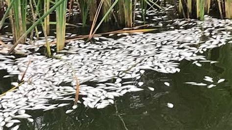 Menindee: Another mass fish kill in NSW | news.com.au — Australia’s ...