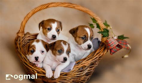 Jack Russell Puppy Breed: The Perfect Pet for the Right Family