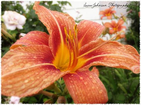 Seen While Wandering: Raindrops and Flowers