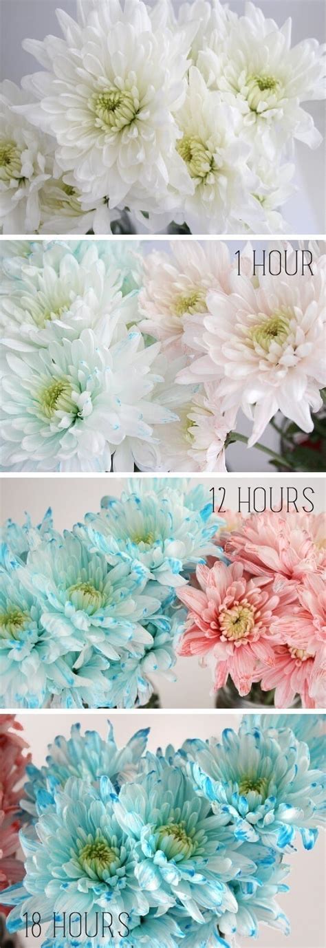 Dyeing Flowers with Food Coloring Tutorial ⋆ Dream a Little Bigger