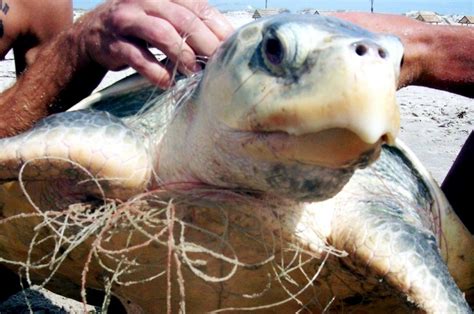 Kemp’s Ridley Sea Turtle – "OCEAN TREASURES" Memorial Library