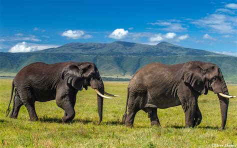 Big Bull Elephants | Ngorongoro Crater, Tanzania 2019 | Steve Shames Photo Gallery