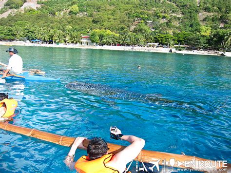 Whale Shark Watching in Oslob, Cebu, Philippines | EN ROUTE