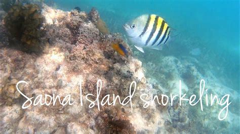 SAONA ISLAND SNORKELING - The stunning sea life of Dominican Republic coral reef