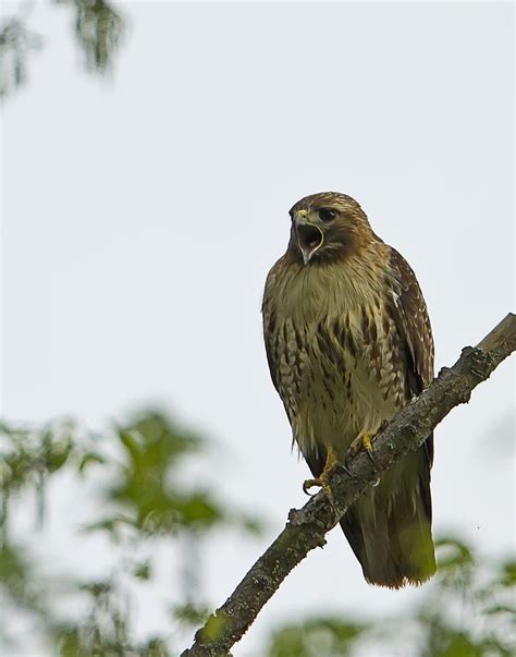 Screeching Red Tailed Hawk Photograph by John Vose - Pixels