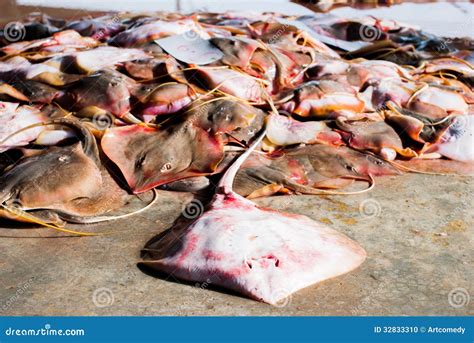 Ray fish stock photo. Image of seafood, animal, food - 32833310