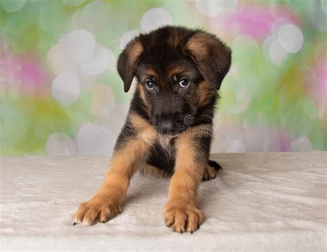 Cute Puppy, German Shepherd Dog Stock Photo - Image of listening, hairy: 6400758