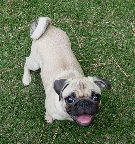 Ellie Pug 8-30-11 Ellie, Pugs, Gifts, Animals, Presents, Animales ...