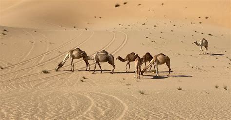 Camels on Desert · Free Stock Photo