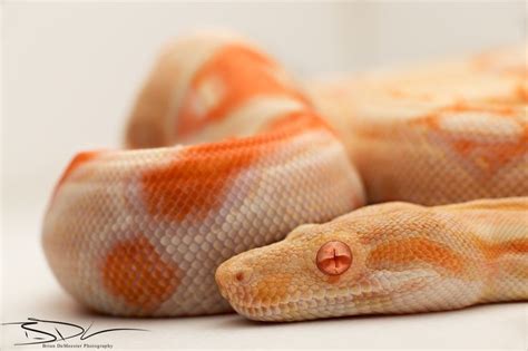 31 best images about Albino Boa Constrictor on Pinterest | UX/UI ...