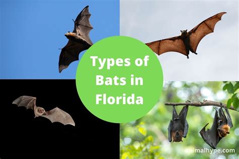 12 Types of Bats in Florida (With Pictures) - Animal Hype