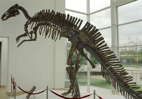 Top 10 remarkable Chinese dinosaurs - China.org.cn