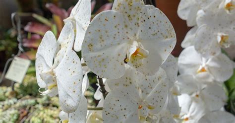 Phalaenopsis Aphrodite Orchid Growing & Care Guide - The Garden Magazine