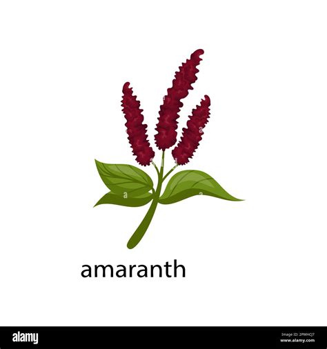 Amaranth cereal crop cartoon illustration Stock Vector Image & Art - Alamy