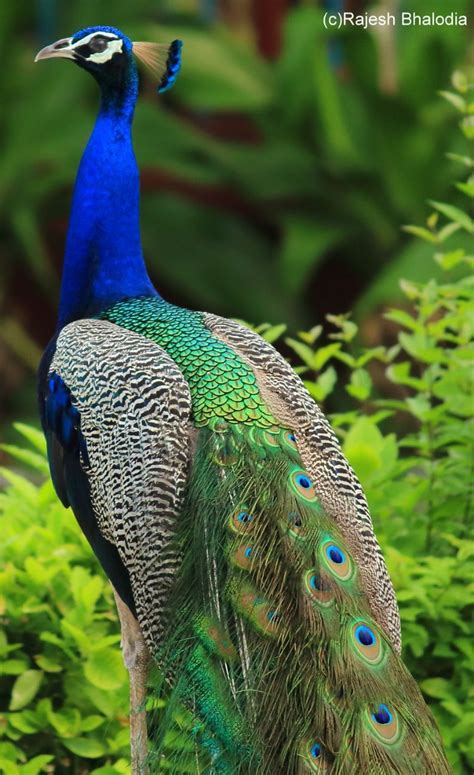 Indian peacock pic. By Dr. Rajesh B. From Gujarat | Peacock images, Peacock, Indian peacock