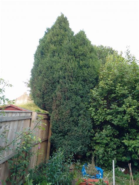 Is this Leylandii? Should I be worried? — BBC Gardeners' World Magazine