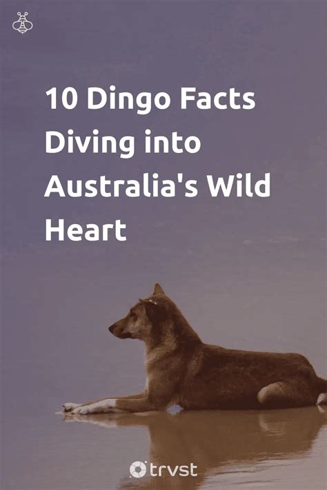 10 Dingo Facts Diving into Australia's Wild Heart