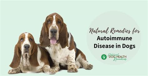 Autoimmune Disease in Dogs - Causes and Natural Treatment