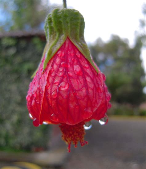 Flower in Ecuador | Flowers petals, Flower garden, Flowers