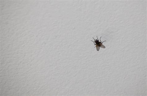 Tiny Black Bugs In House That Jump | Psoriasisguru.com