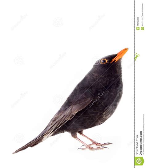 Blackbird (Turdus Merula, Male) on White Background Stock Photo - Image ...