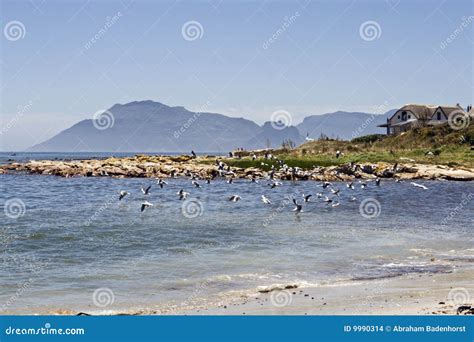 Kommetjie near Cape Town stock photo. Image of destination - 9990314