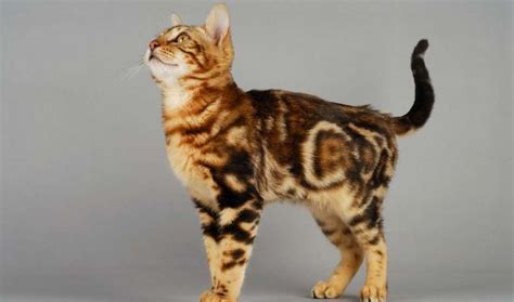 A Deep Dive into Bengal Cat Coat Colors and Patterns - Unraveling the – PAWTOPIA BENGAL