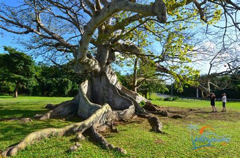 Ceiba, Puerto Rico - Alchetron, The Free Social Encyclopedia