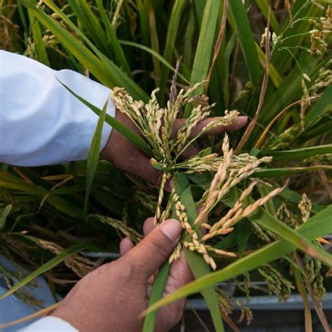 'New' rice varieties offer potential for greater crop resilience - Agri ...