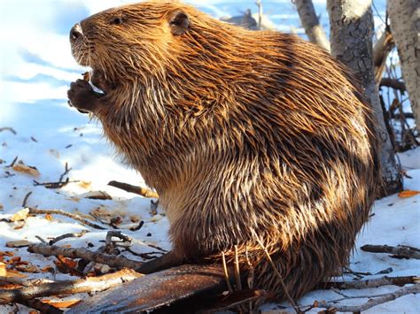 North American Beaver Facts | CRITTERFACTS