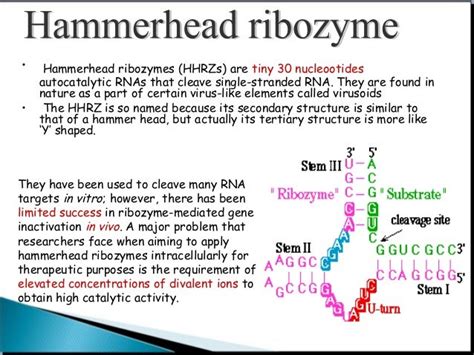 Ribozyme