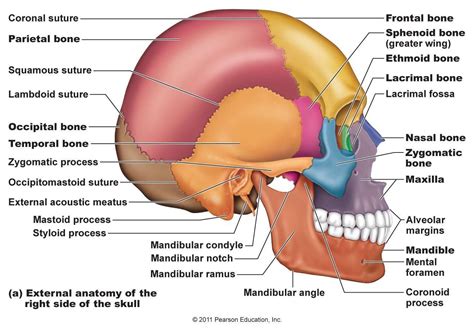 bones in the skull | frontal bones 1 pareital bones 2 temporal bones 2 internal acoustic ...