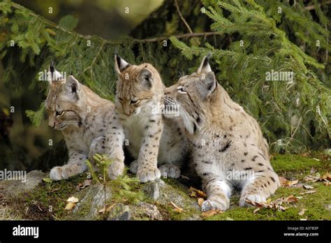 Eurasian lynx (Lynx lynx), female with two cubs, Germany Stock Photo ...