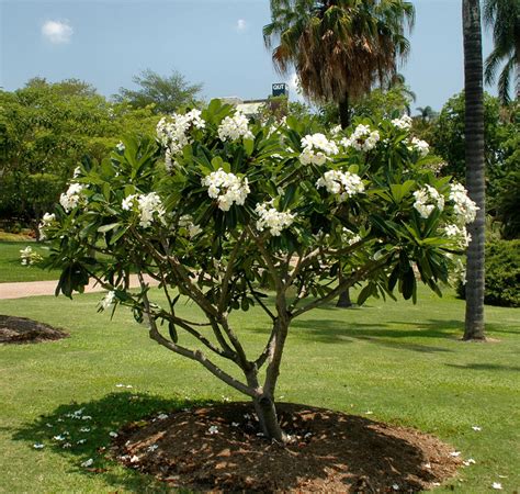 Singapore Plumeria facts and health benefits