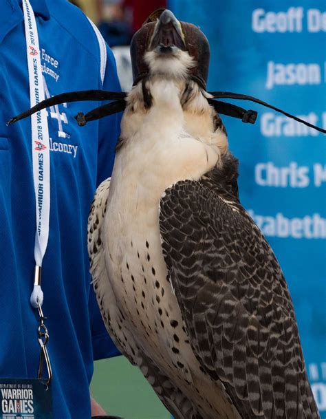 A U.S. Air Force Academy falcon mascot on display during - NARA & DVIDS ...