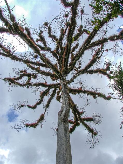 The Ceiba Tree: Symbol Of Transformation | Contemplative Photography