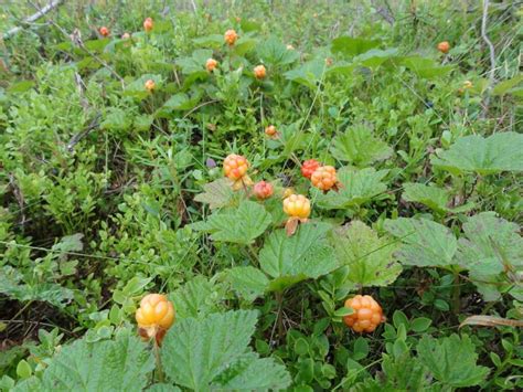 Cloudberries 101