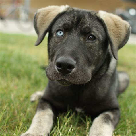 Cute Dogs: German Shepherd Lab Mix