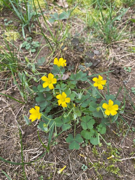 small yellow flower weed texas - Clarence Mcvey