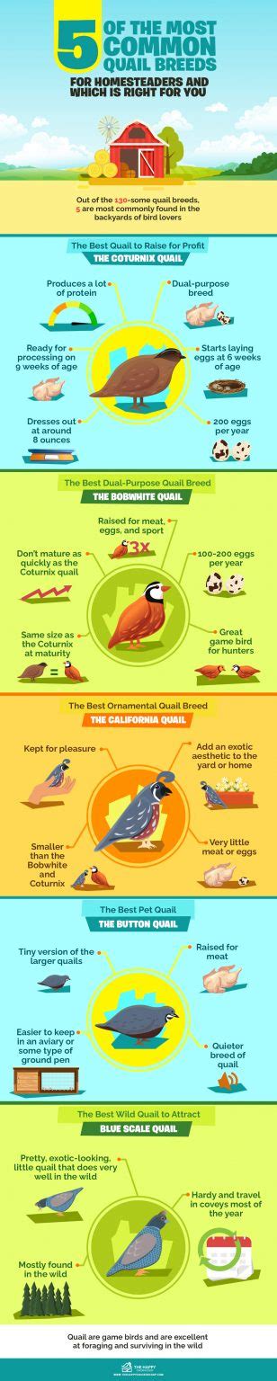 5 of The Most Common Quail Breeds for Homesteaders and Which is Right for You