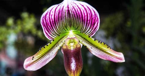 Growing Lady Slipper Orchids: How To Care For Paphiopedilums