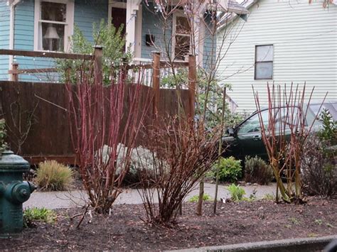 Pruning Red Twig Dogwood Bushes